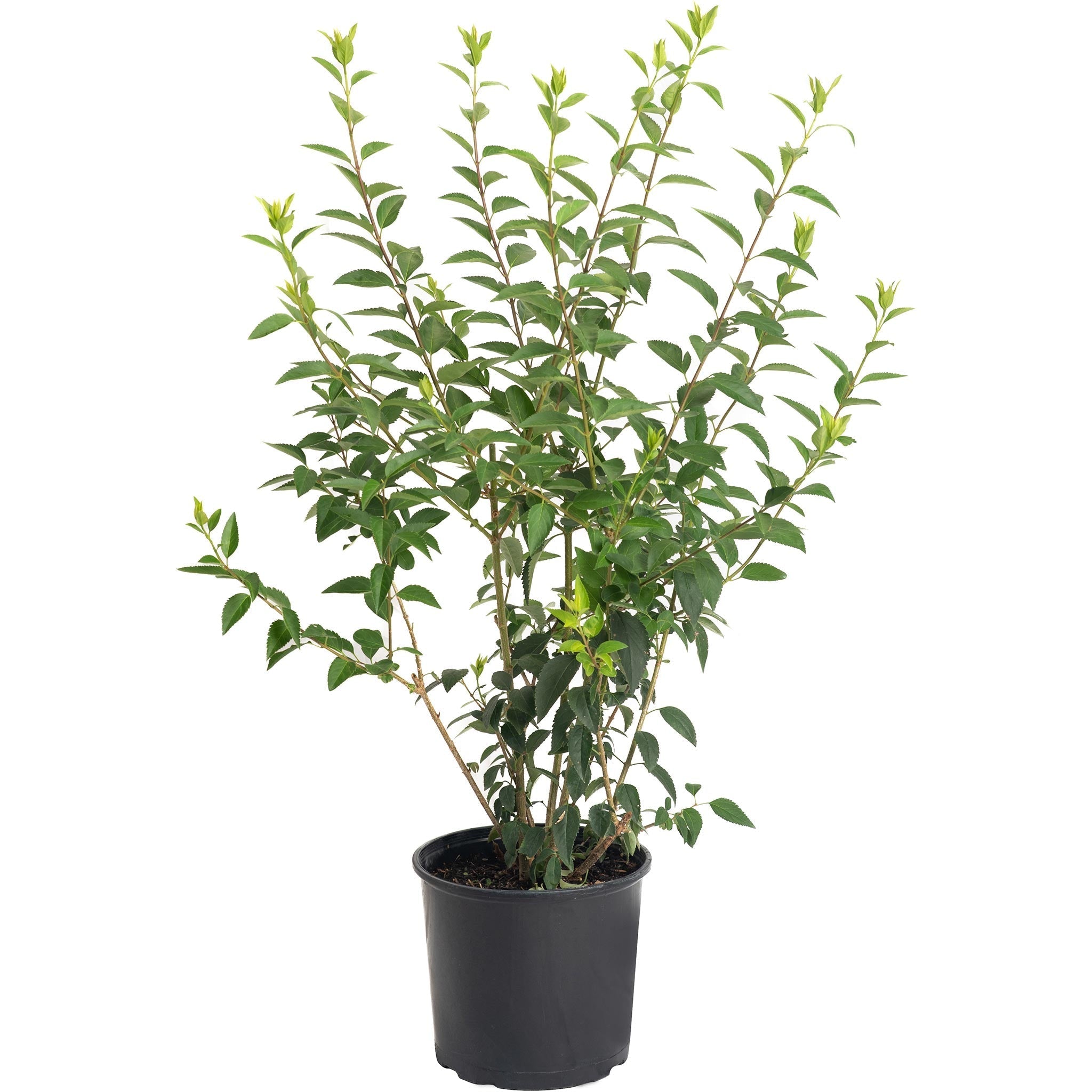 Lynwood Gold Forsythia Shrub - Cheeky Garden