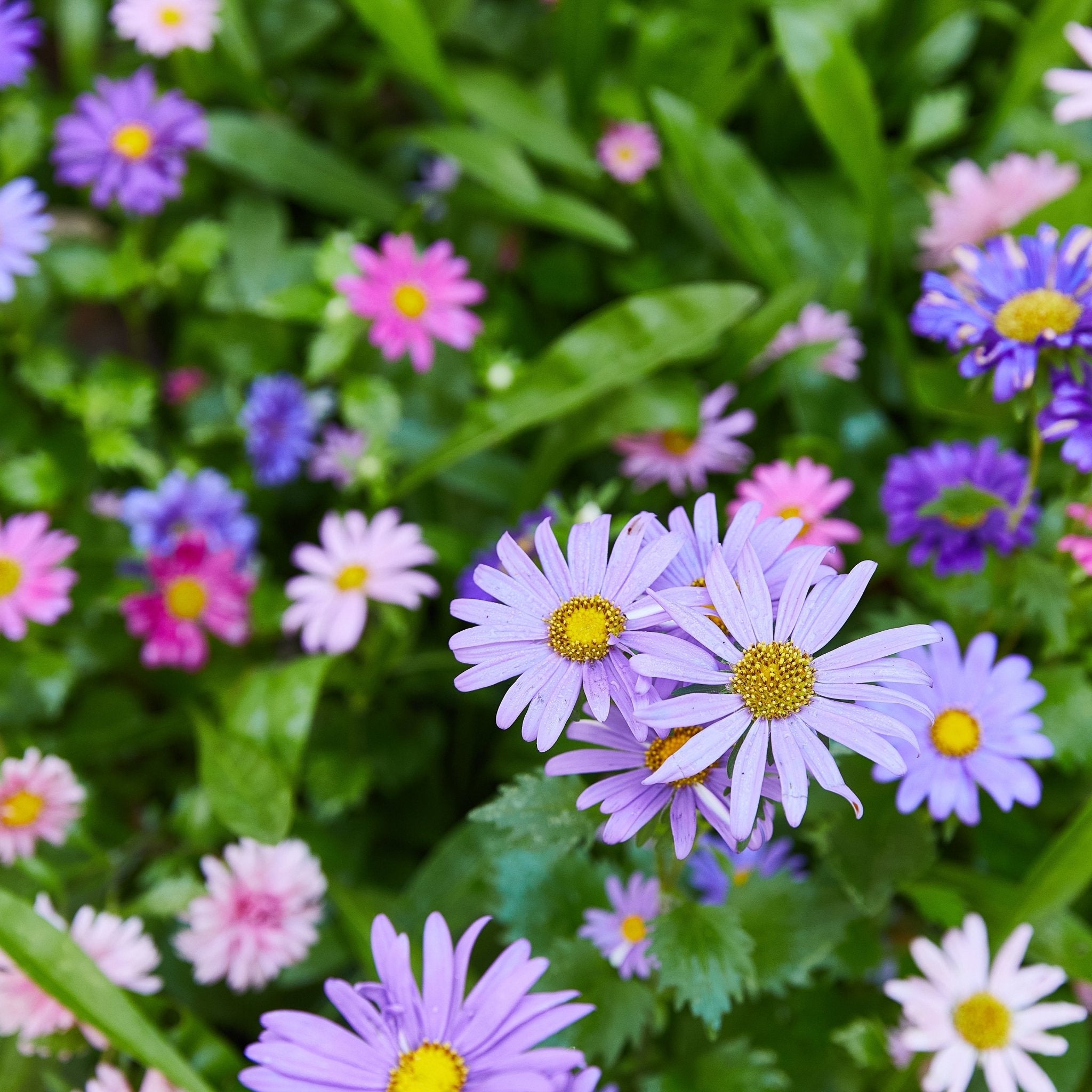 Magical Plops - Cheeky Garden