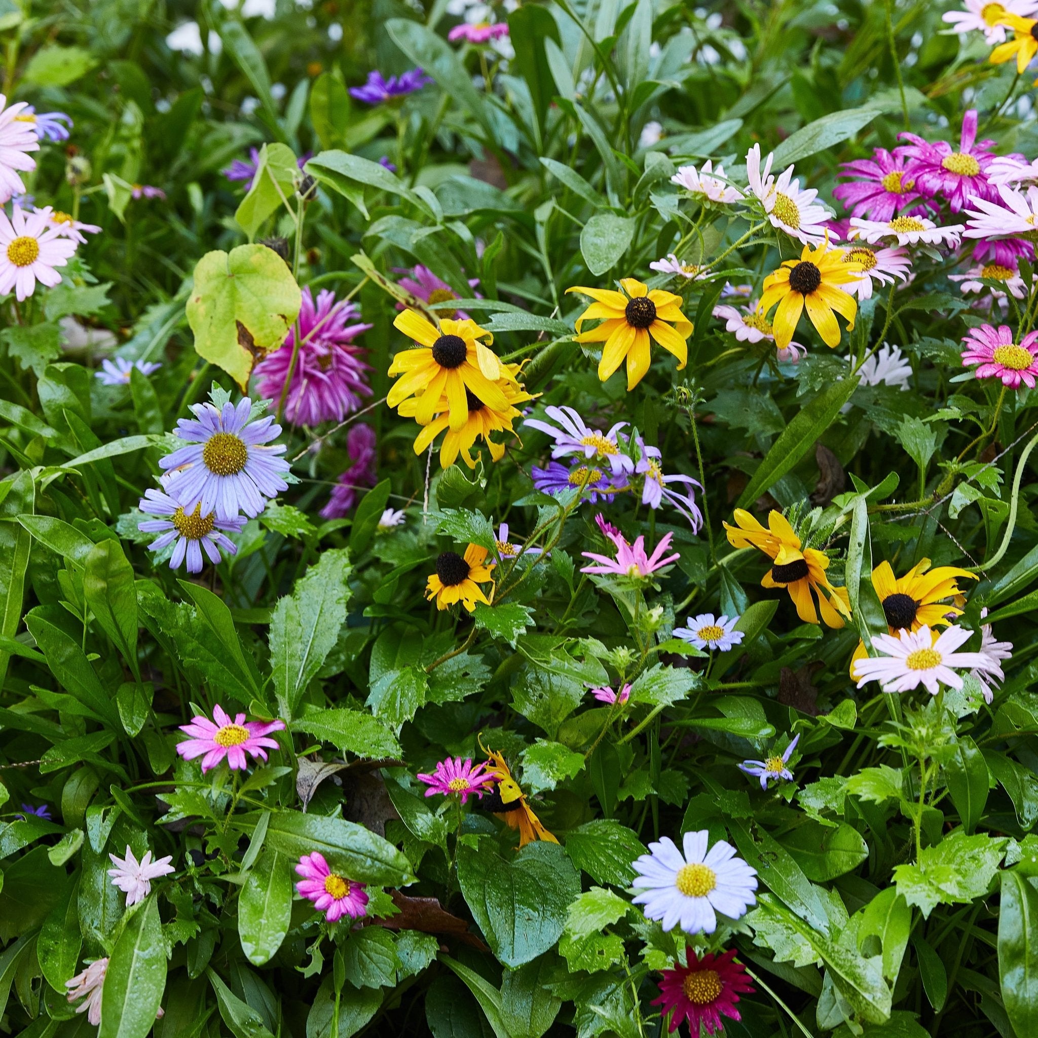 Magical Plops - Cheeky Garden