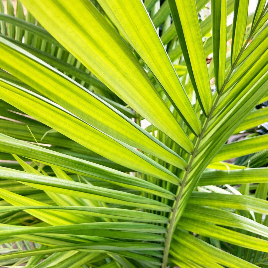 Majesty Palm Tree - Cheeky Garden
