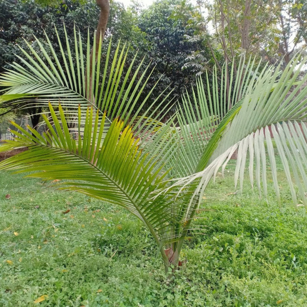 Majesty Palm Tree - Cheeky Garden