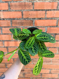 Maranta Lemon Lime - Cheeky Garden