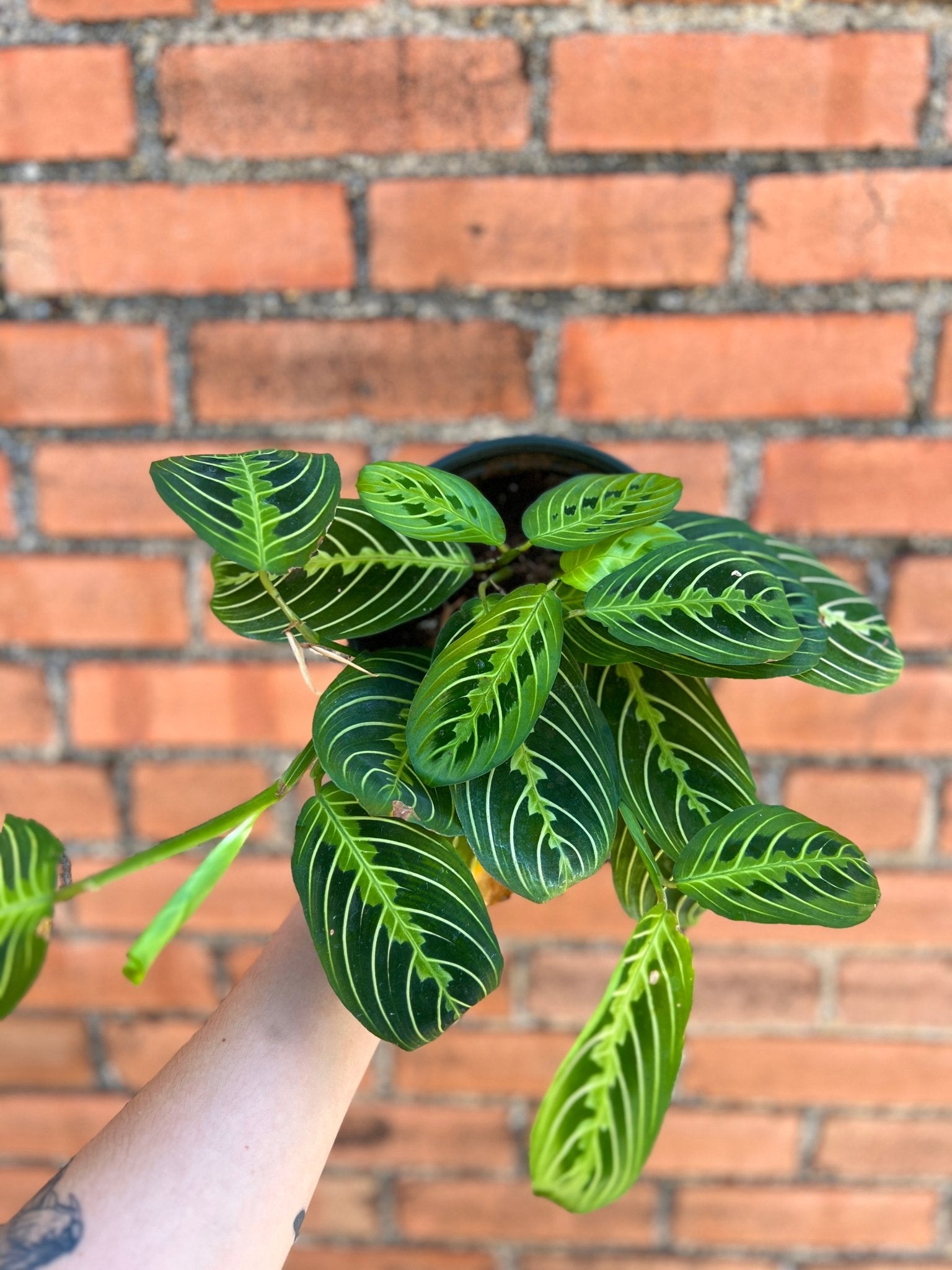 Maranta Lemon Lime - Cheeky Garden