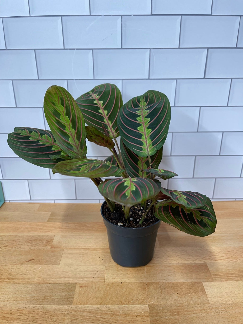 Maranta 'Red Prayer Plant' - Cheeky Garden