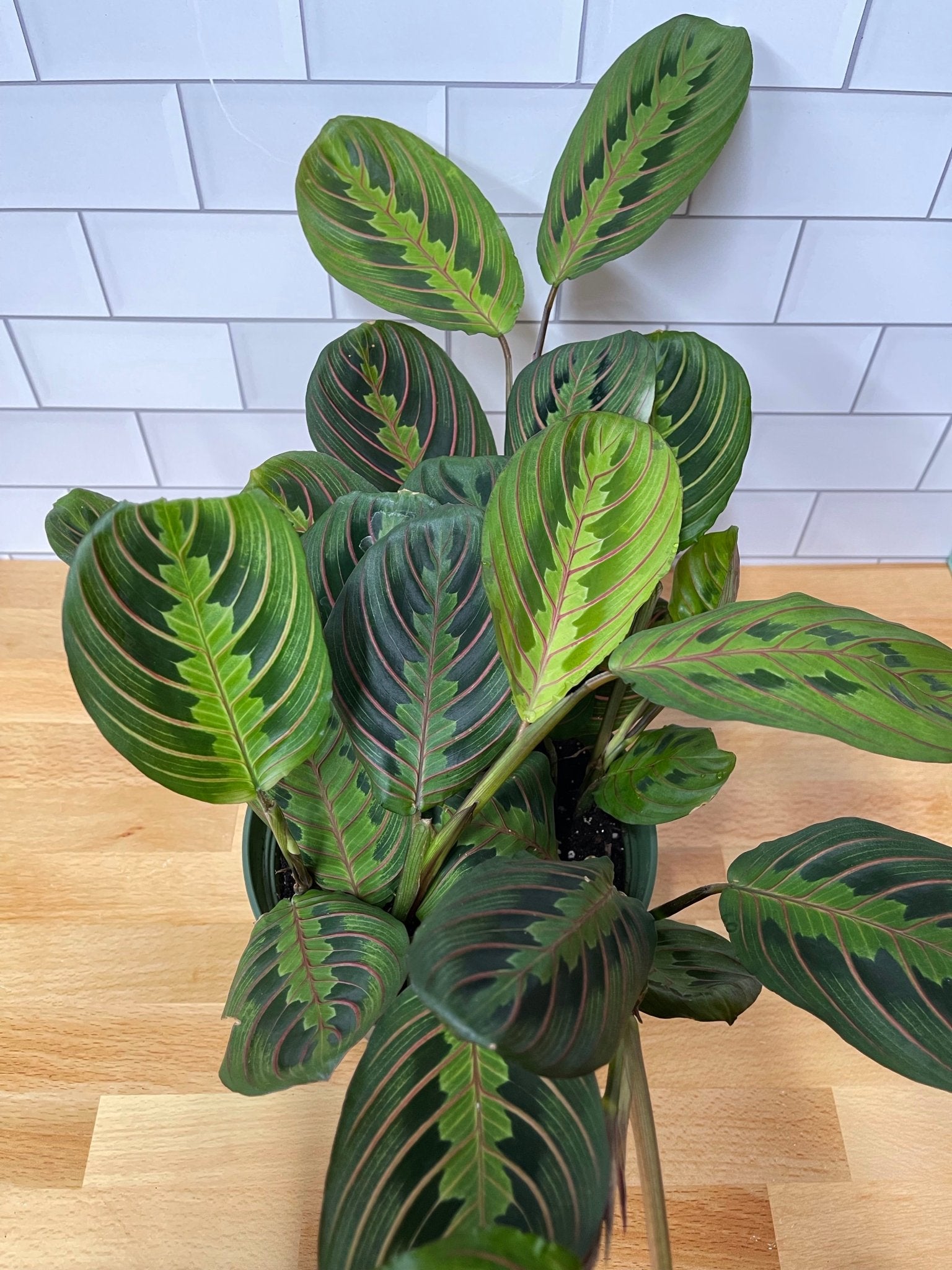 Maranta 'Red Prayer Plant' - Cheeky Garden