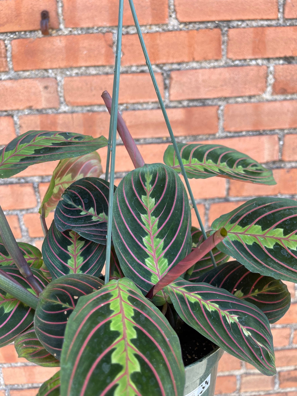 Maranta 'Red Prayer Plant' - Cheeky Garden