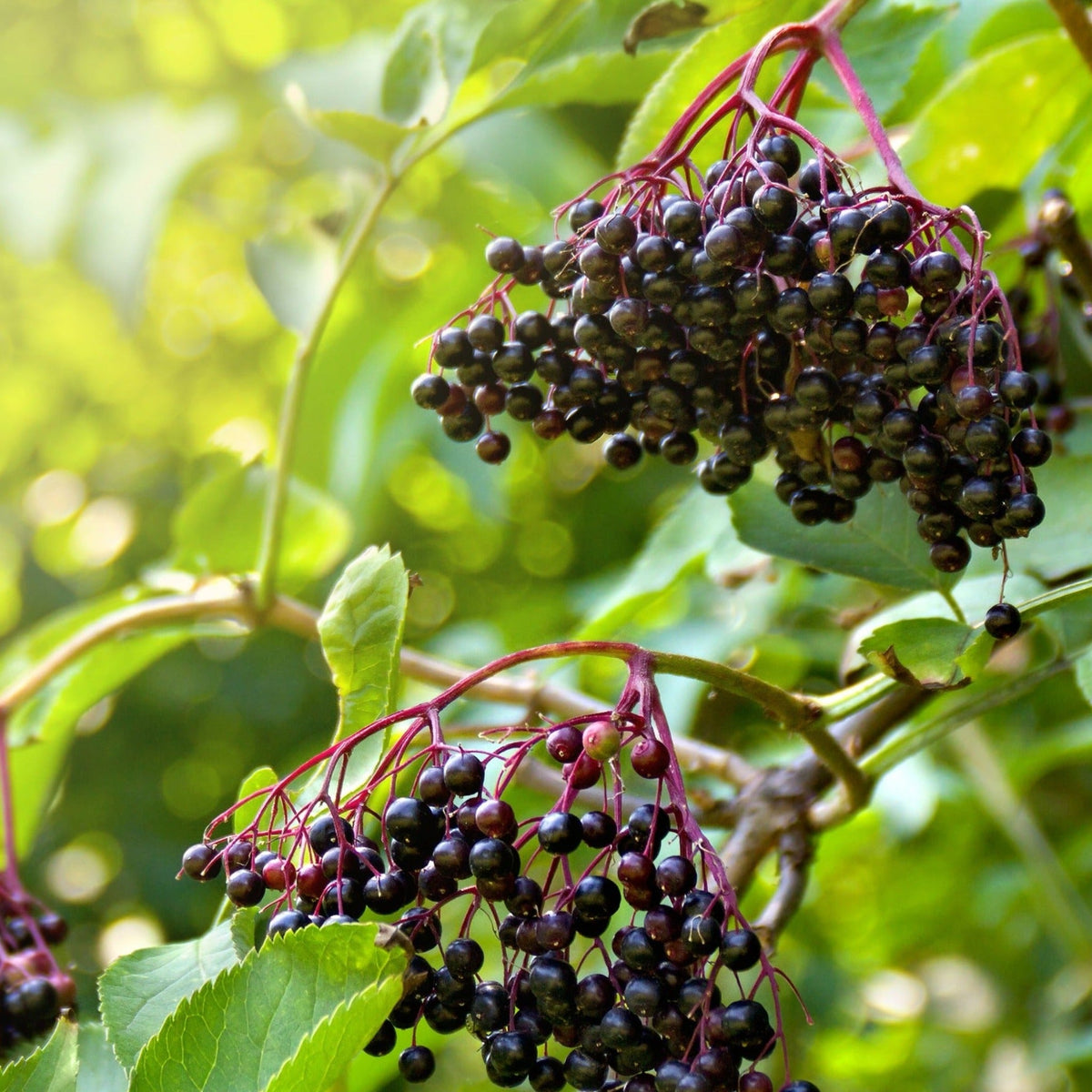 Marge Elderberry - Cheeky Garden