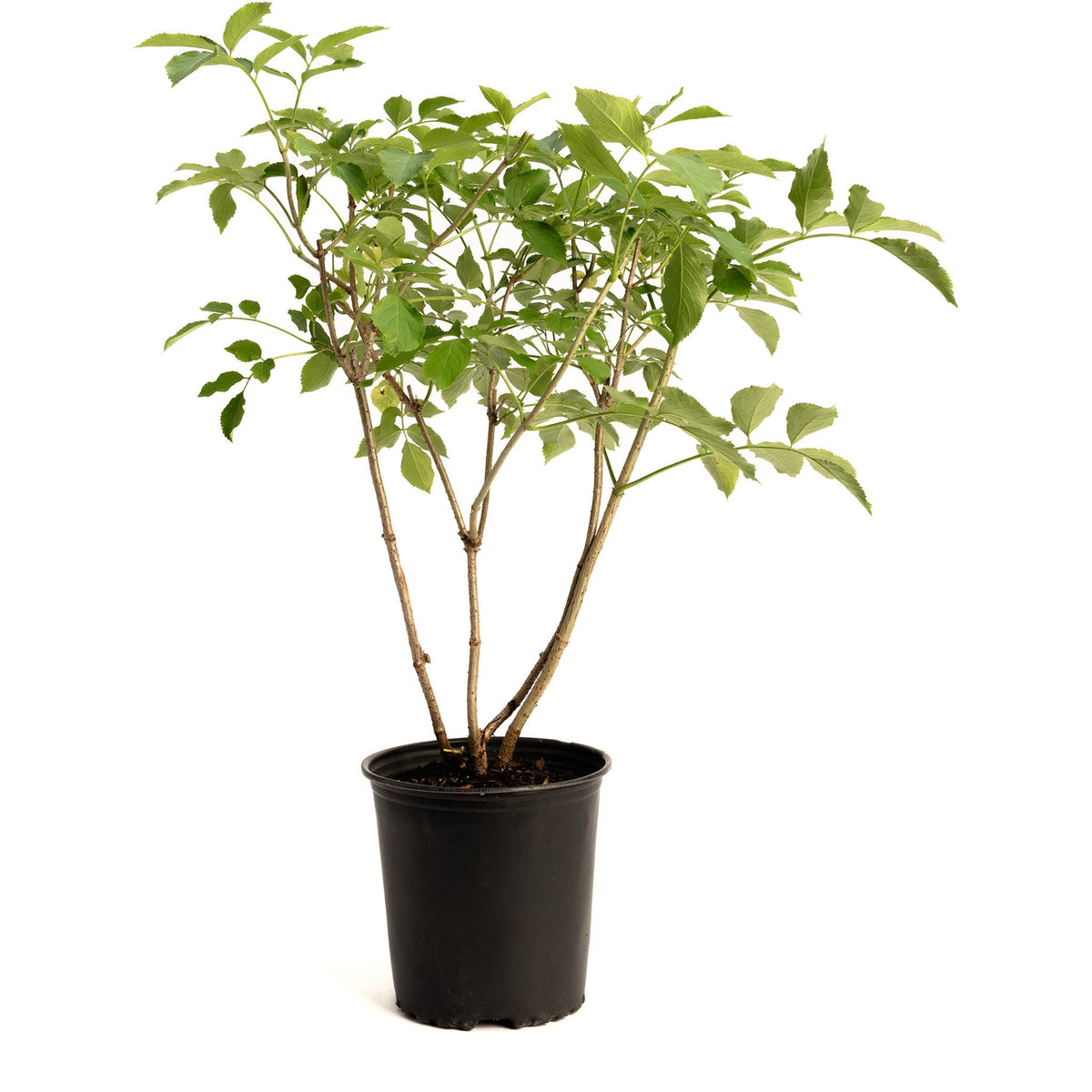 Marge Elderberry - Cheeky Garden
