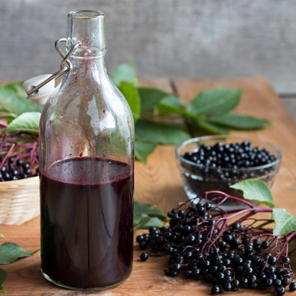 Marge Elderberry - Cheeky Garden