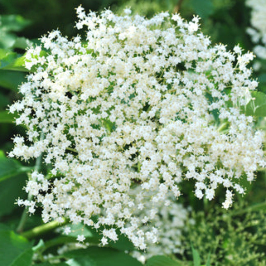 Marge Elderberry - Cheeky Garden