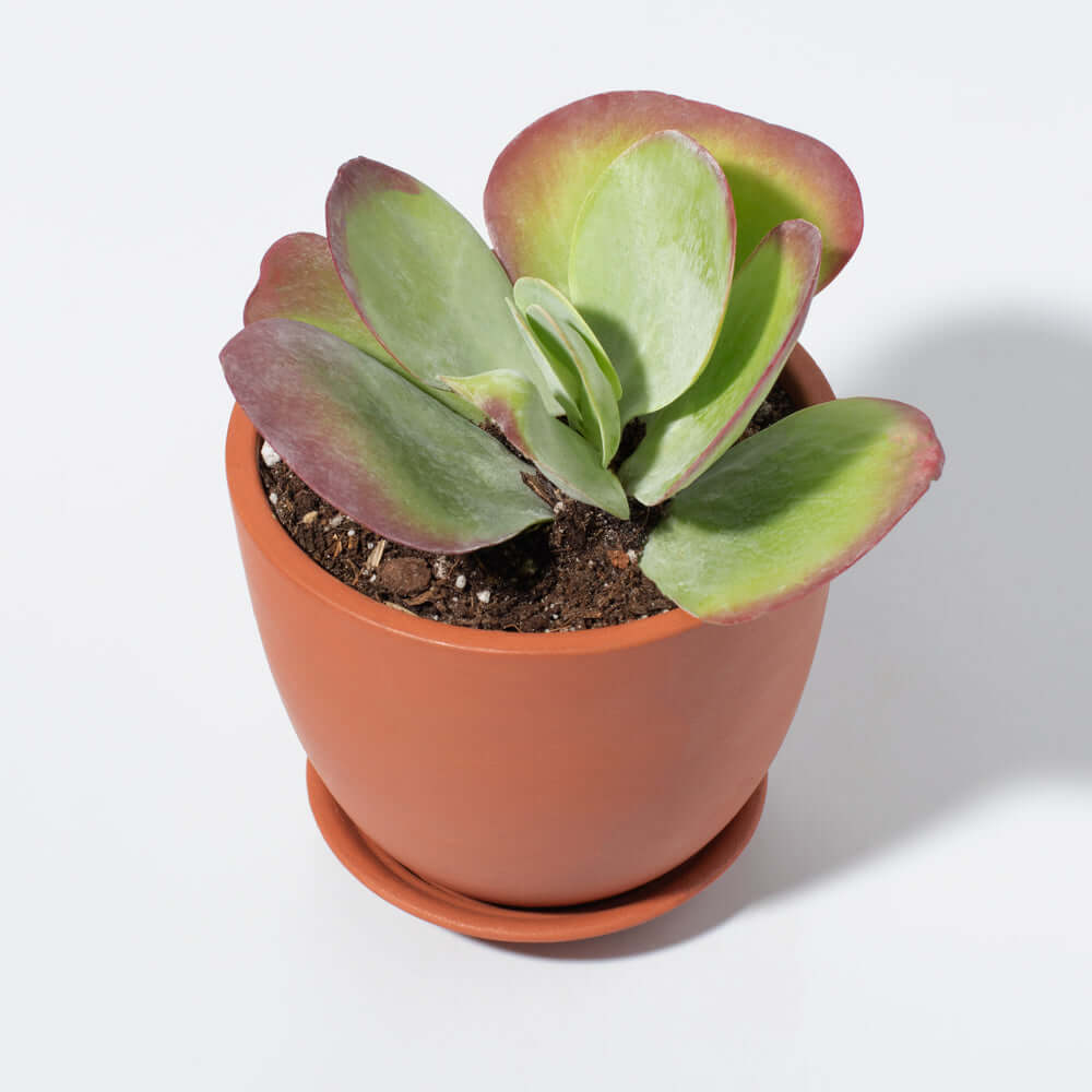 Marie Oval Terracotta Minimalist Planter – Empty - Cheeky Garden