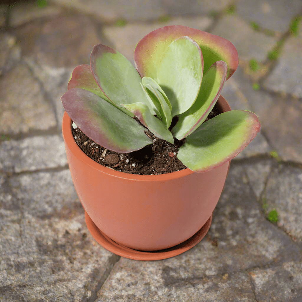 Marie Oval Terracotta Minimalist Planter – Empty - Cheeky Garden