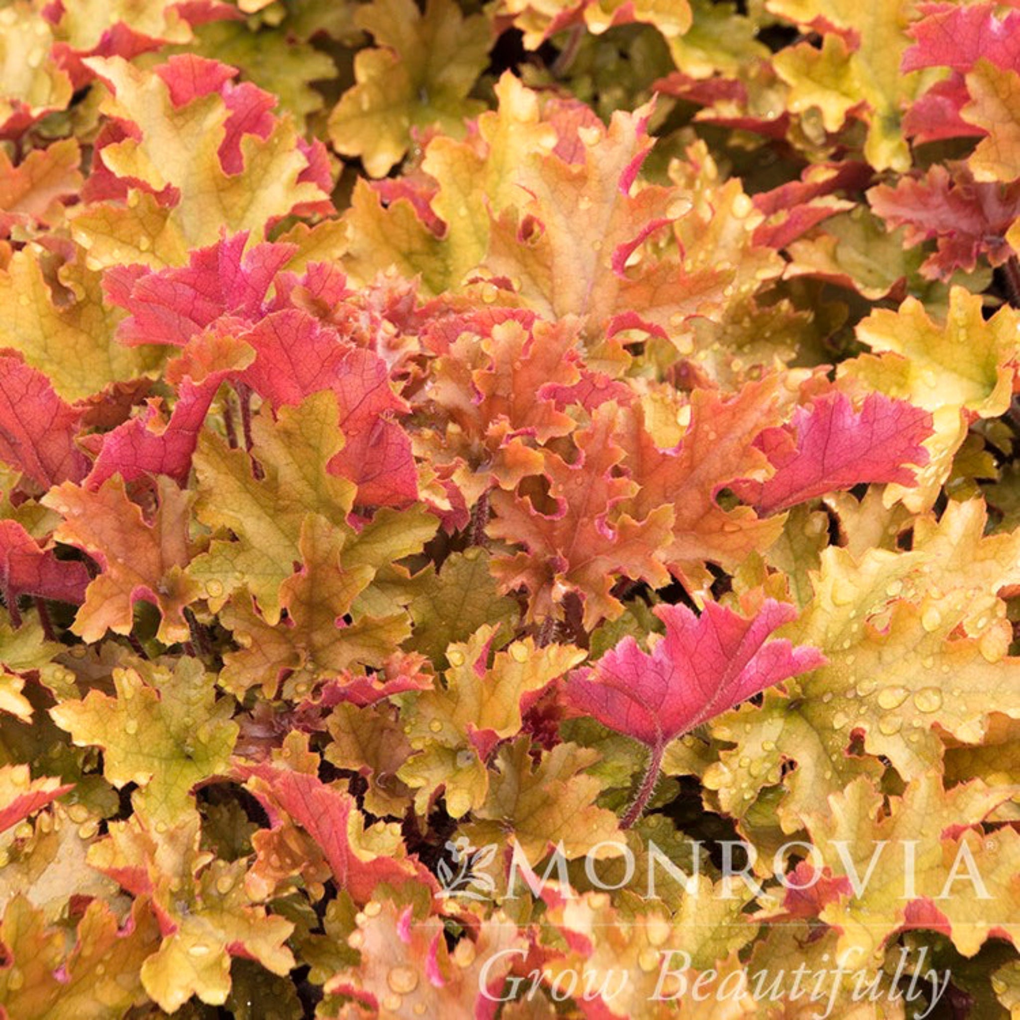 Marmalade Heuchera - Cheeky Garden