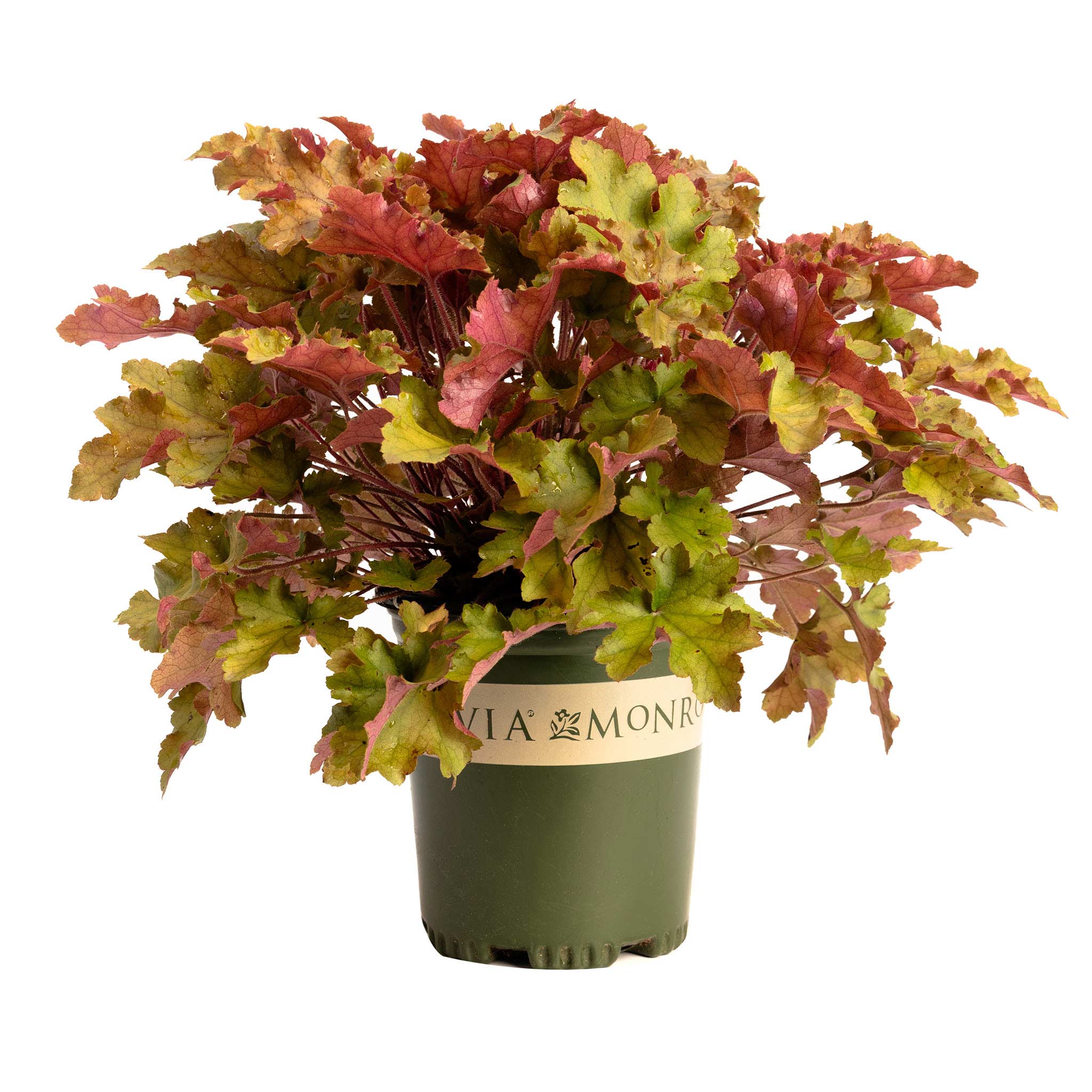Marmalade Heuchera - Cheeky Garden