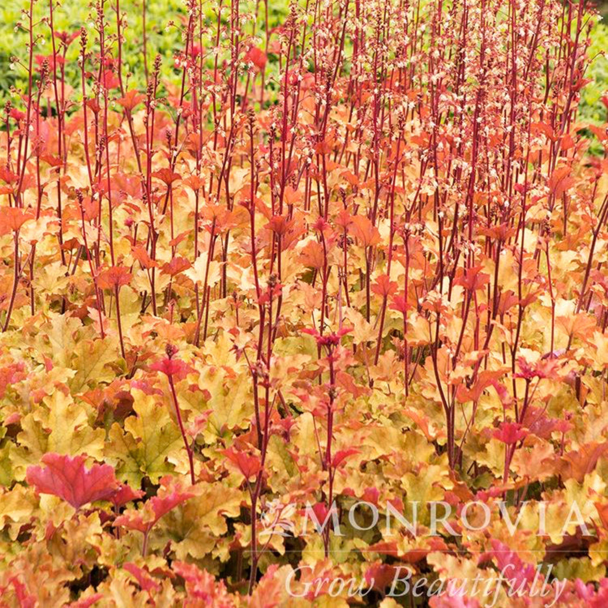 Marmalade Heuchera - Cheeky Garden