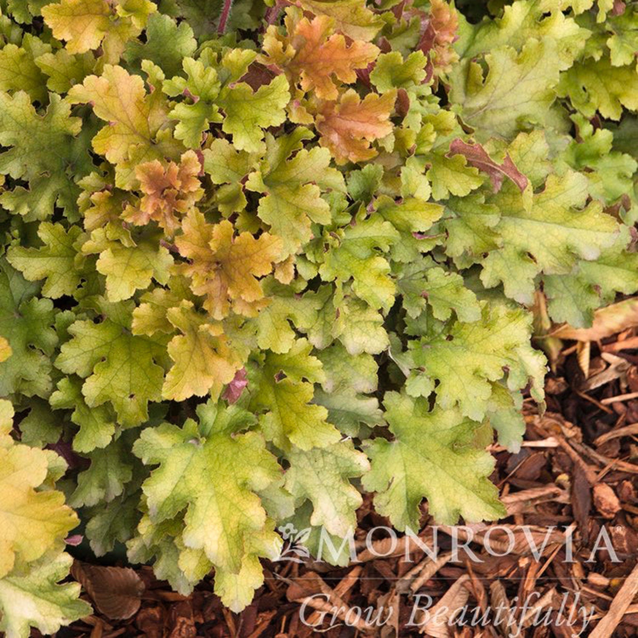 Marmalade Heuchera - Cheeky Garden