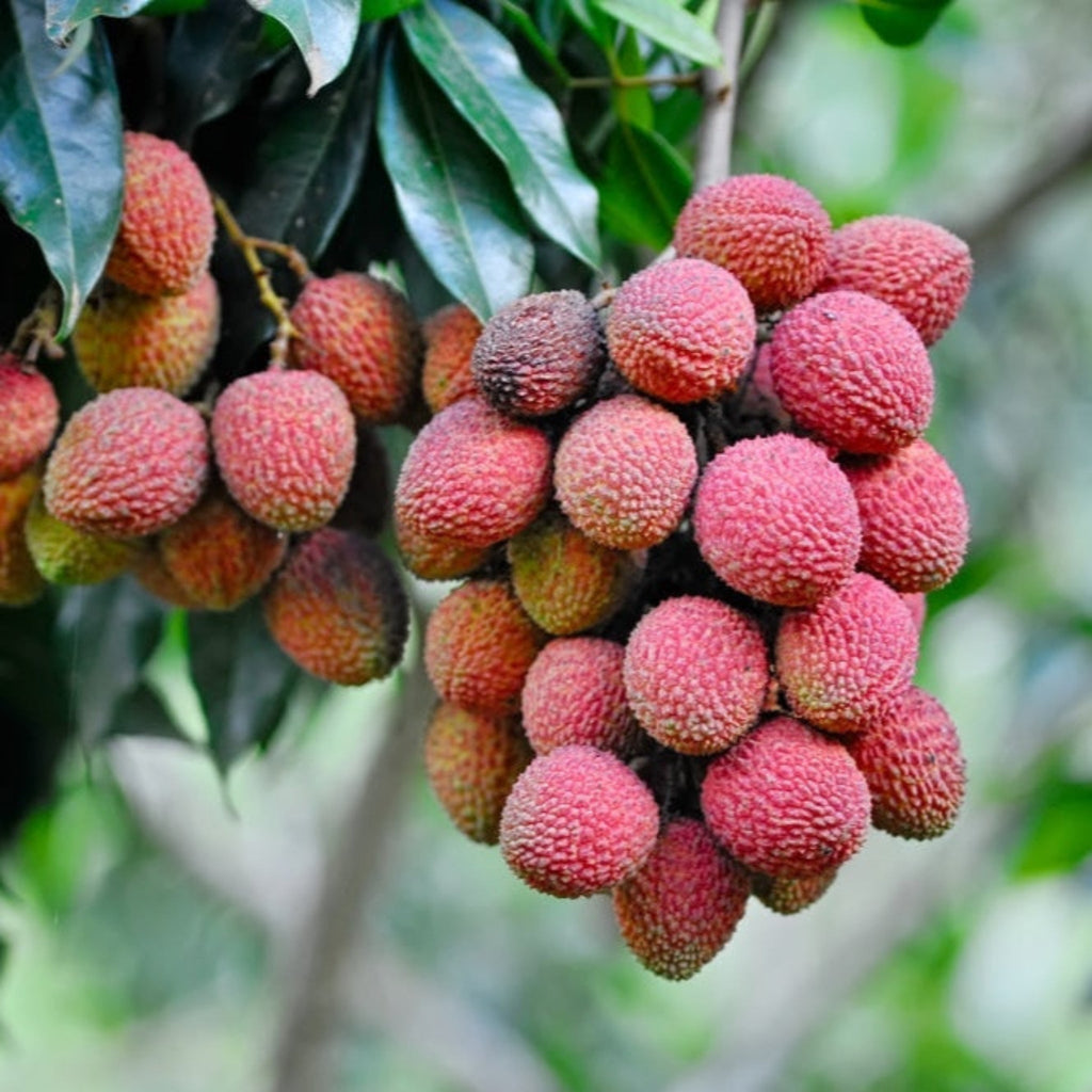 Mauritius Lychee - Cheeky Garden