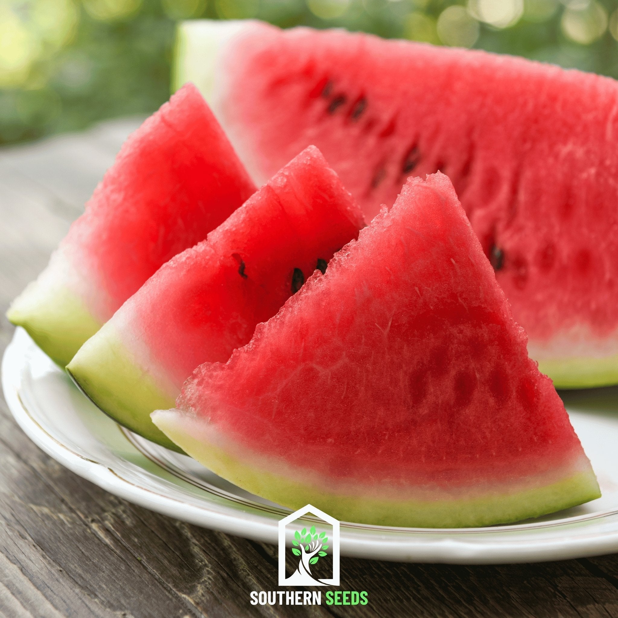 Melon Seed Collection (Watermelon • Cantaloupe • Honeydew) - Cheeky Garden