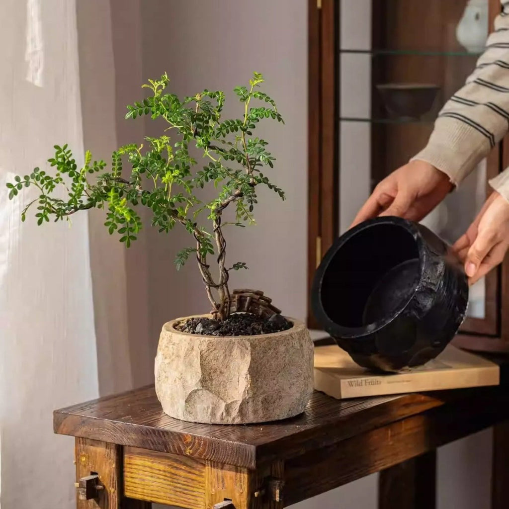 Mesa Cement Pot Planter - Cheeky Garden