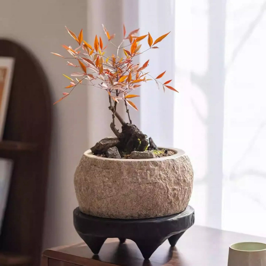 Mesa Cement Pot Planter - Cheeky Garden