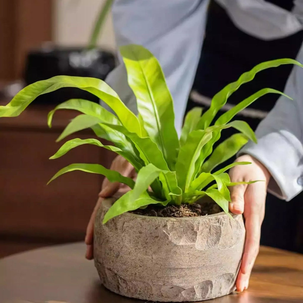 Mesa Cement Pot Planter - Cheeky Garden