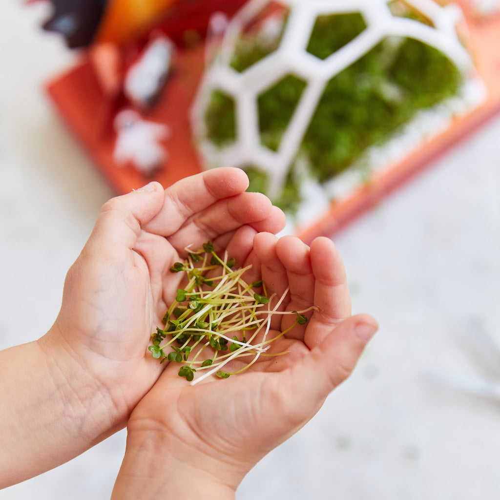 Microgreens Pop-Up Kit - Cheeky Garden