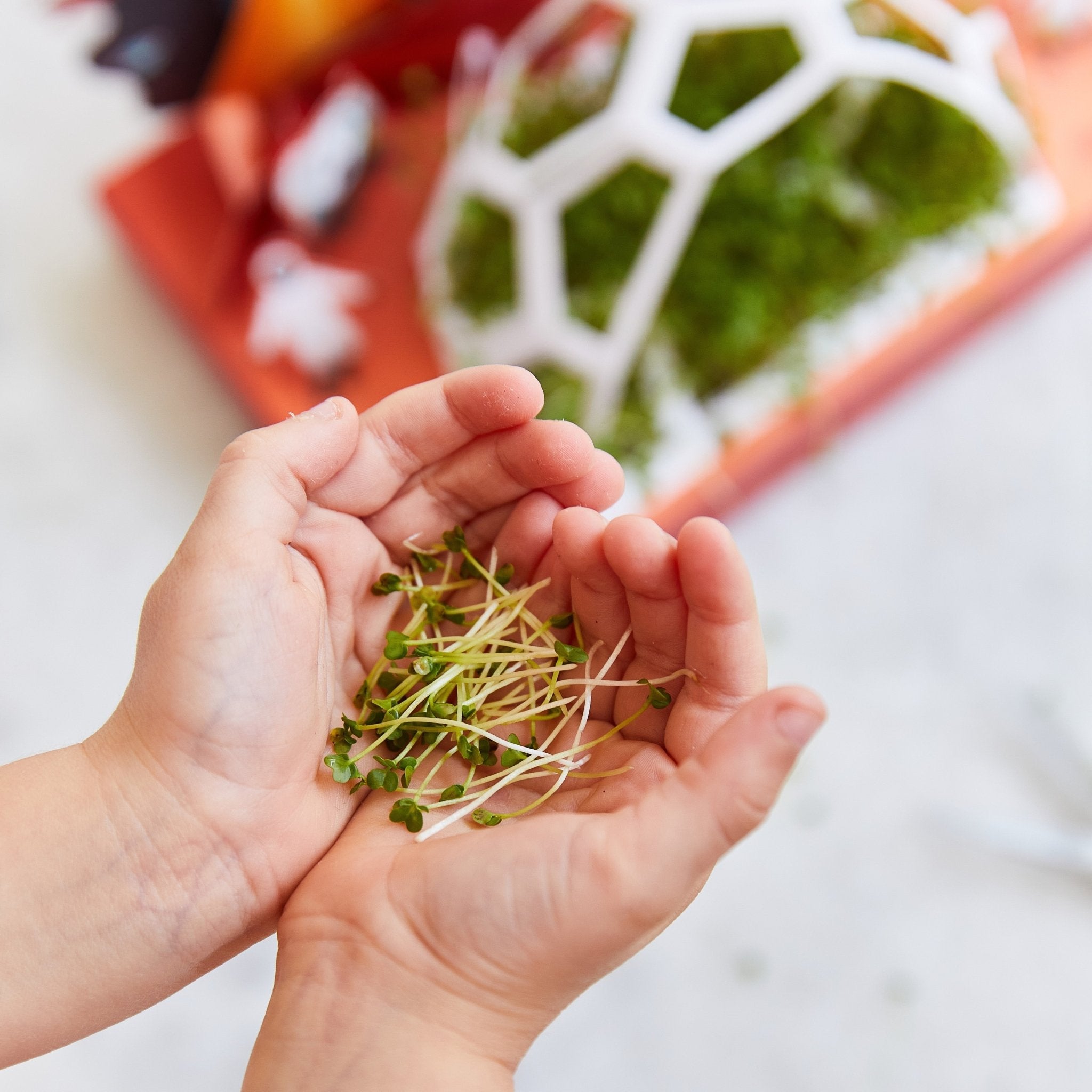 Microgreens Pop-Up Kit - Cheeky Garden