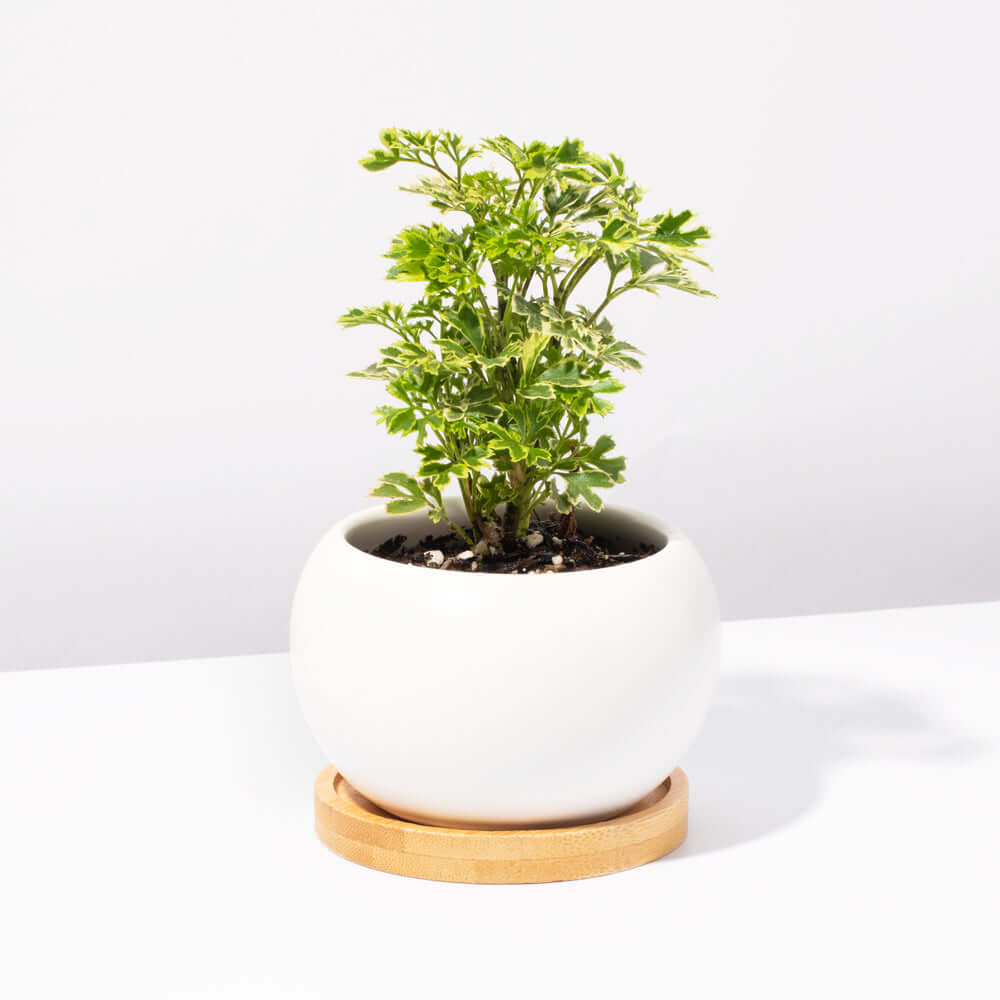 Ming Aralia Snowflake (Polyscias fruticosa) - Cheeky Garden