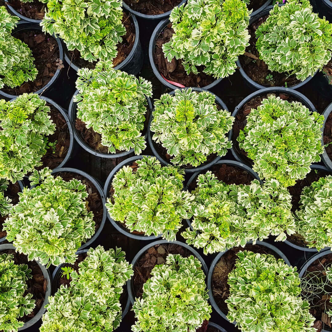 Ming Aralia Snowflake (Polyscias fruticosa) - Cheeky Garden