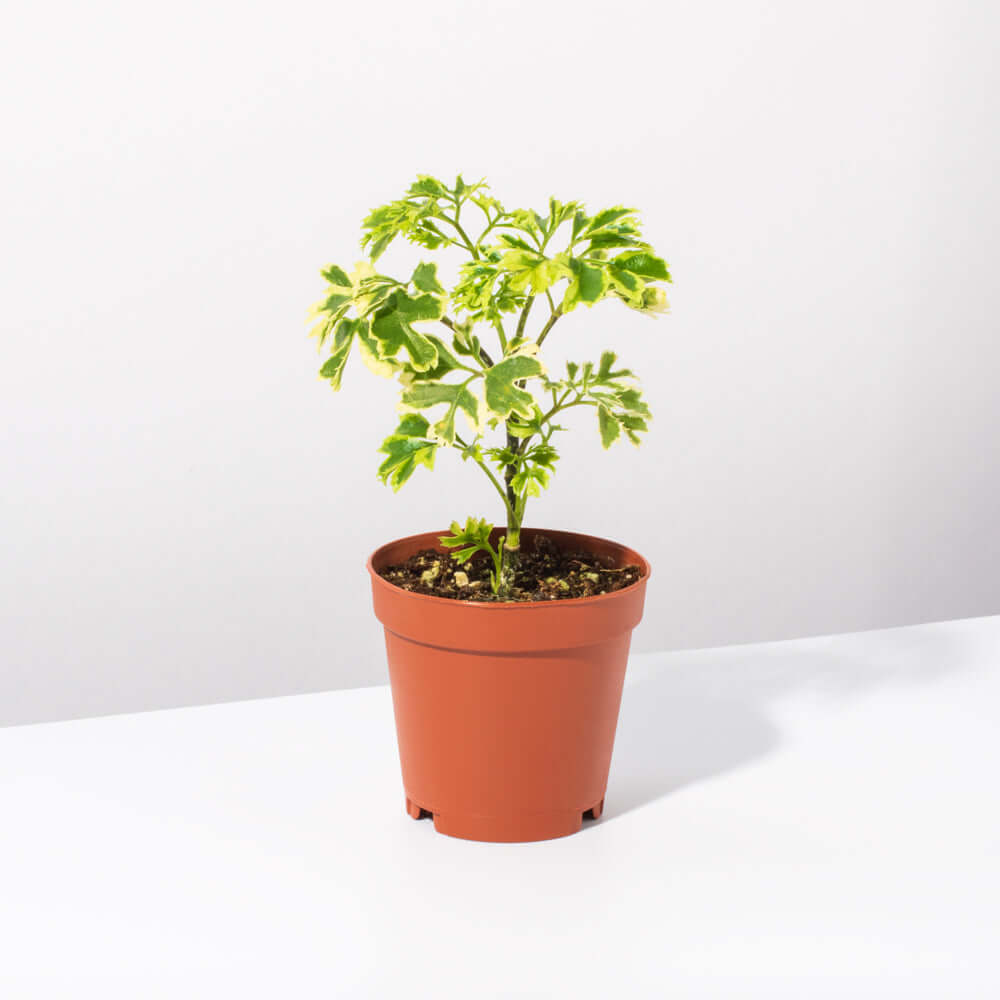 Ming Aralia Snowflake (Polyscias fruticosa) - Cheeky Garden