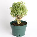 Ming Aralia Snowflake (Polyscias fruticosa) - Cheeky Garden