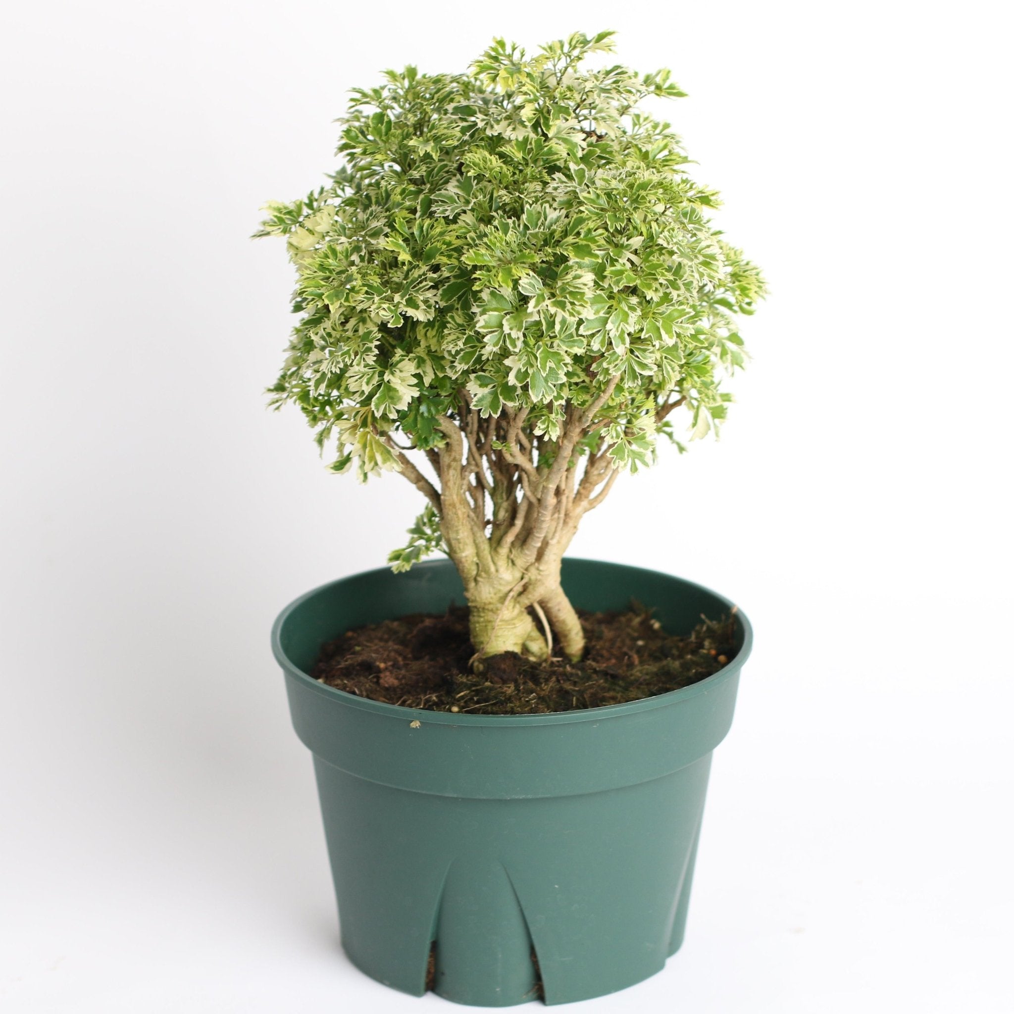 Ming Aralia Snowflake (Polyscias fruticosa) - Cheeky Garden