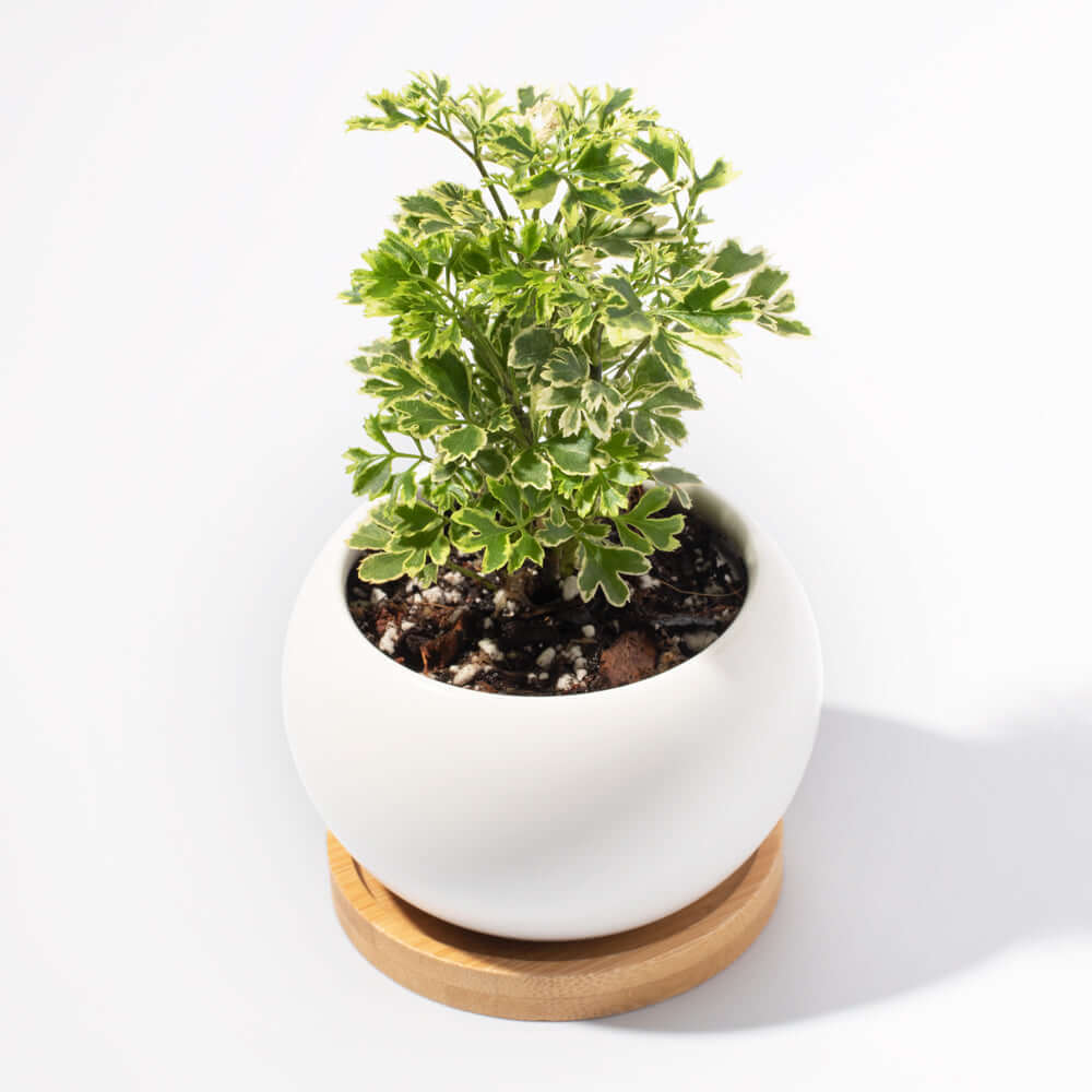 Ming Aralia Snowflake (Polyscias fruticosa) - Cheeky Garden
