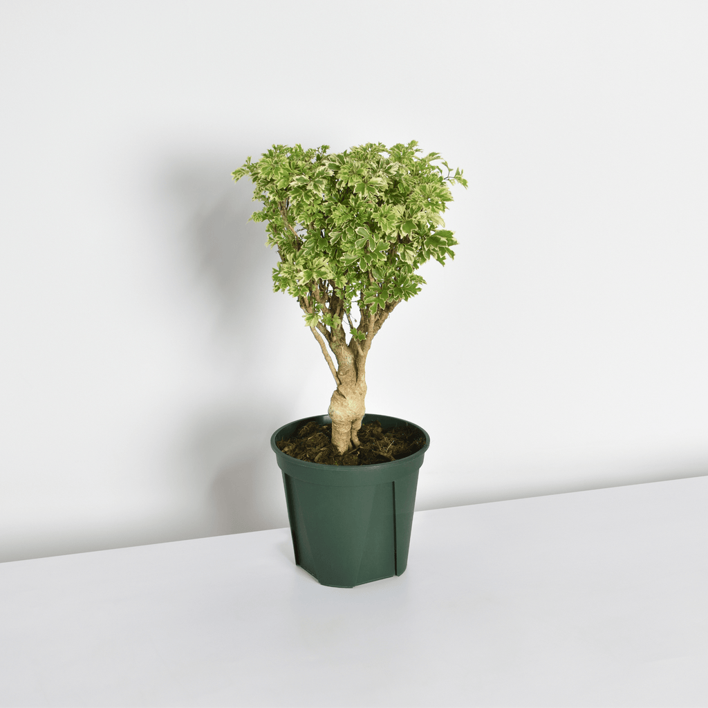 Ming Aralia Snowflake (Polyscias fruticosa) - Cheeky Garden