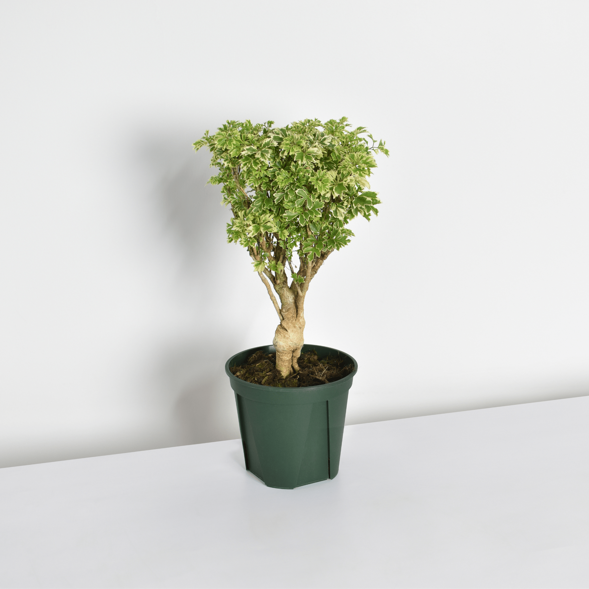 Ming Aralia Snowflake (Polyscias fruticosa) - Cheeky Garden