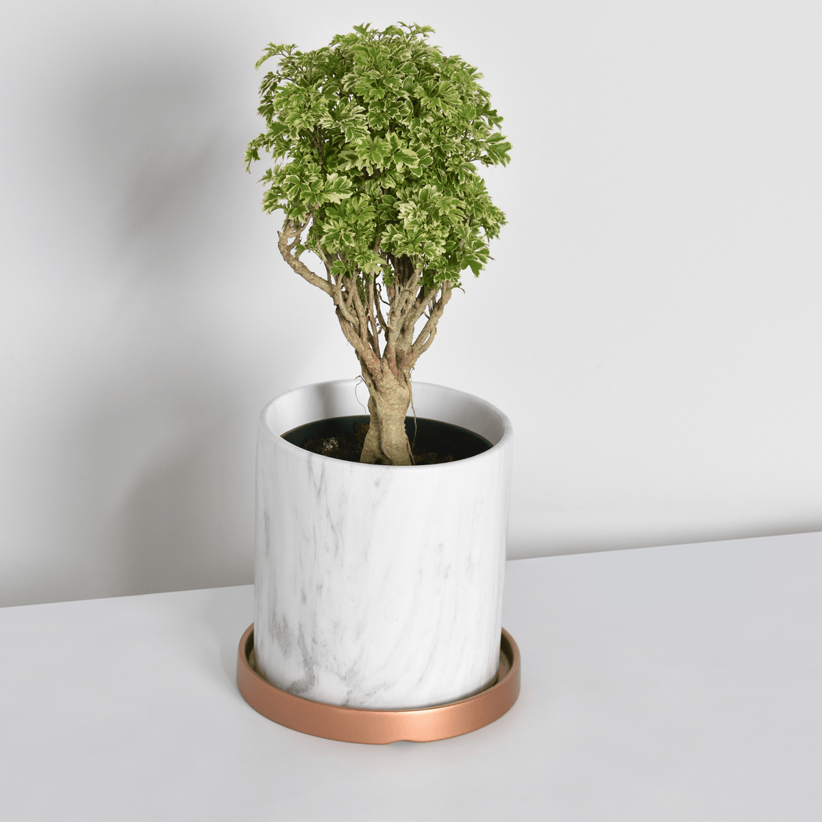 Ming Aralia Snowflake (Polyscias fruticosa) - Cheeky Garden