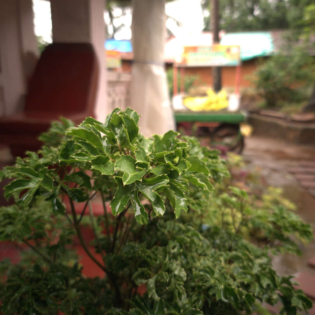 Ming Aralia Snowflake (Polyscias fruticosa) - Cheeky Garden