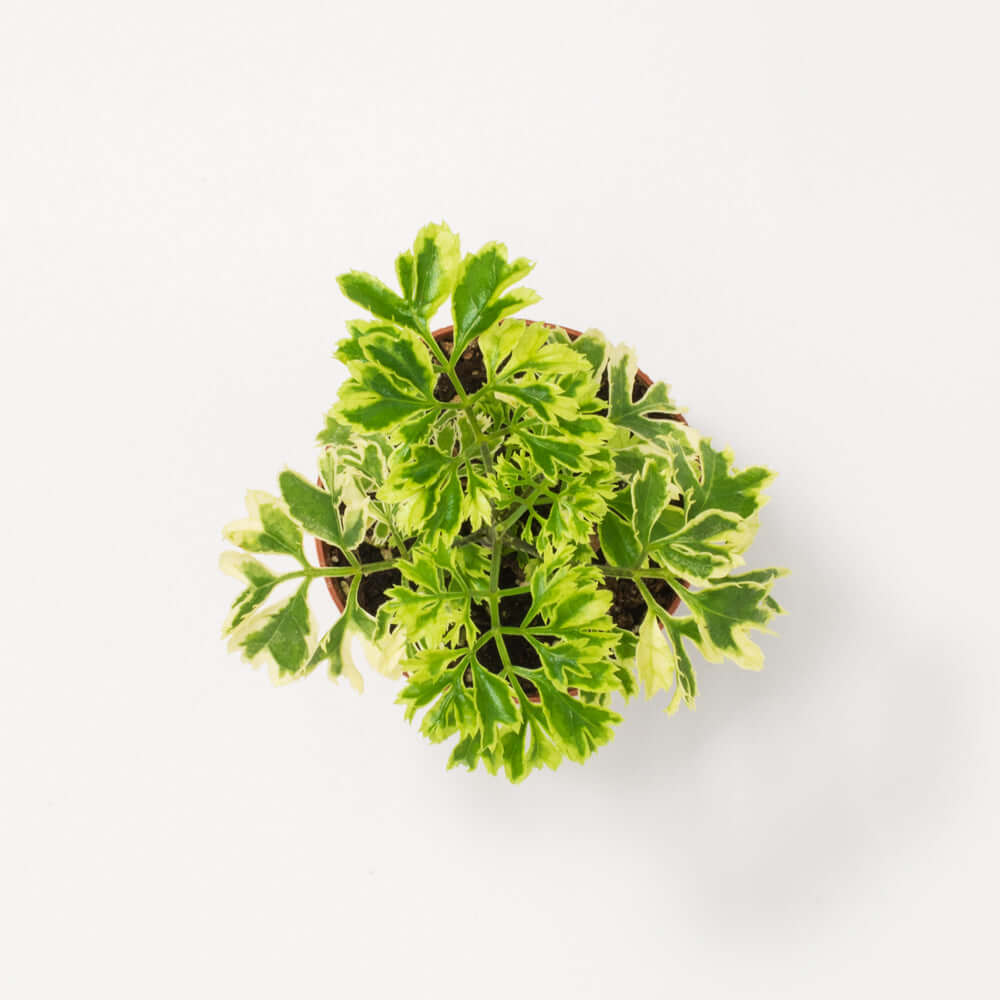 Ming Aralia Snowflake (Polyscias fruticosa) - Cheeky Garden