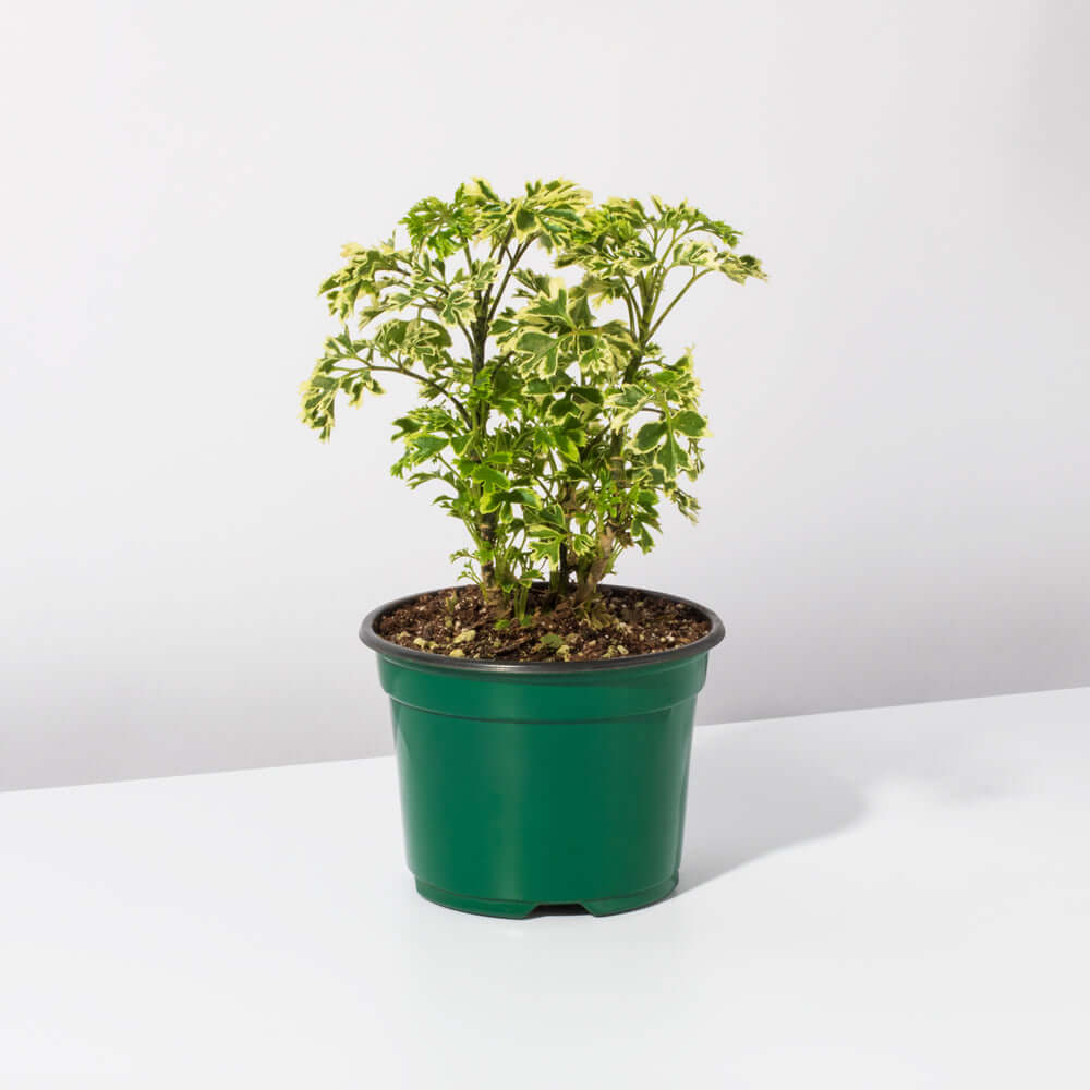Ming Aralia Snowflake (Polyscias fruticosa) - Cheeky Garden