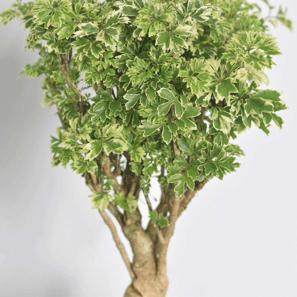 Ming Aralia Snowflake (Polyscias fruticosa) - Cheeky Garden