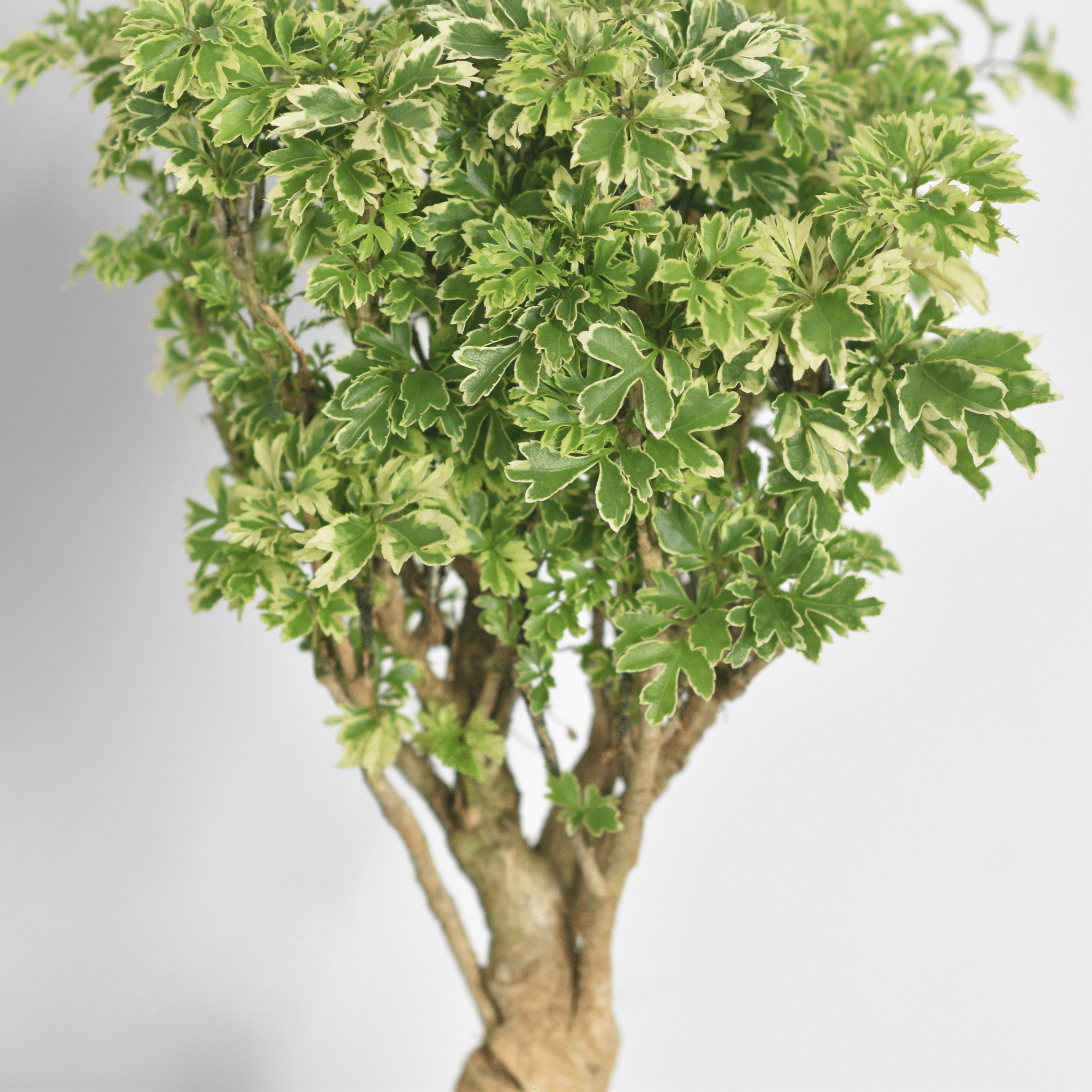 Ming Aralia Snowflake (Polyscias fruticosa) - Cheeky Garden