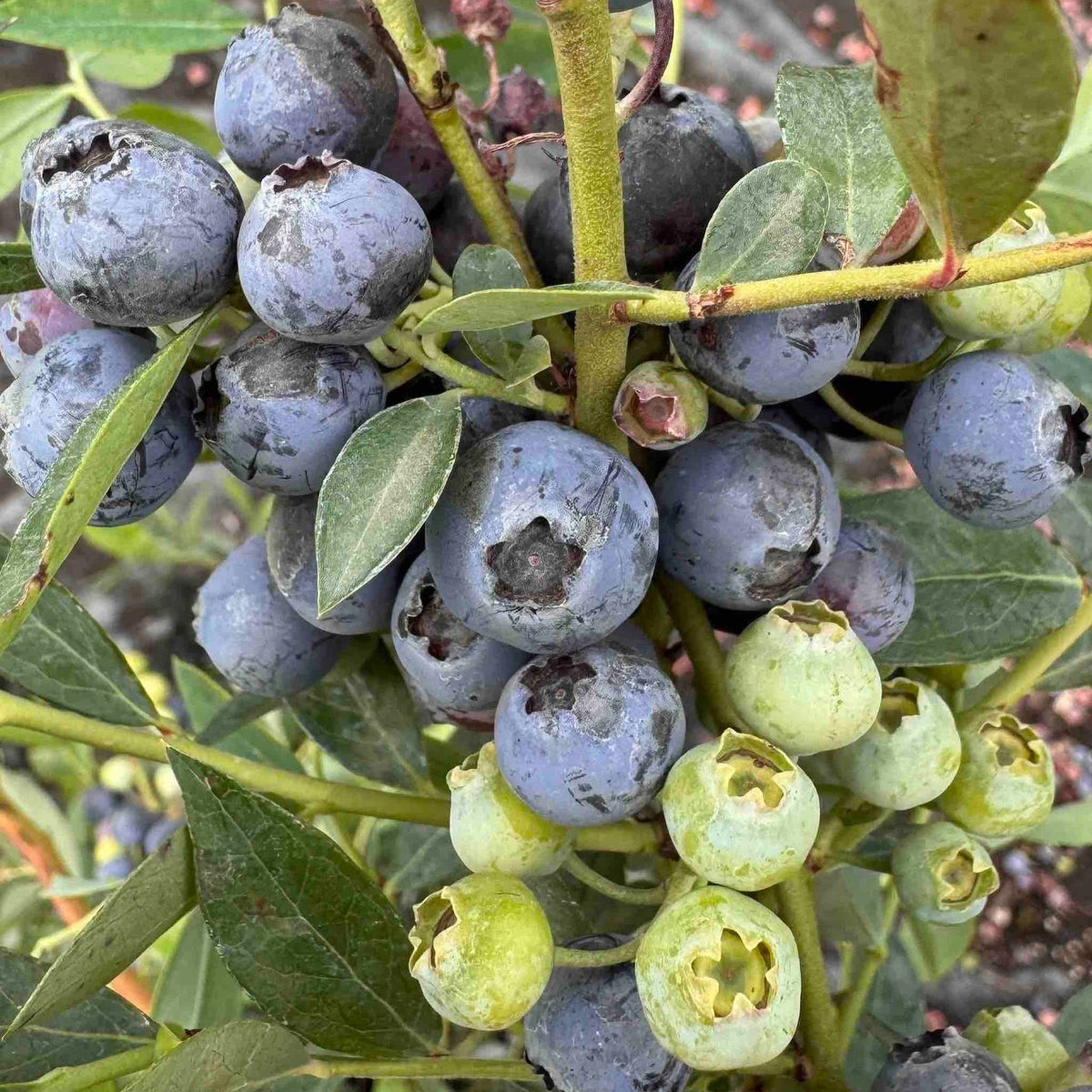 Mini Blues Blueberry - Cheeky Garden