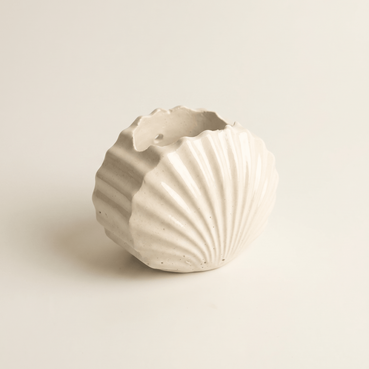 Mini Clam Shell Planter – Gypsum White 3" - Cheeky Garden