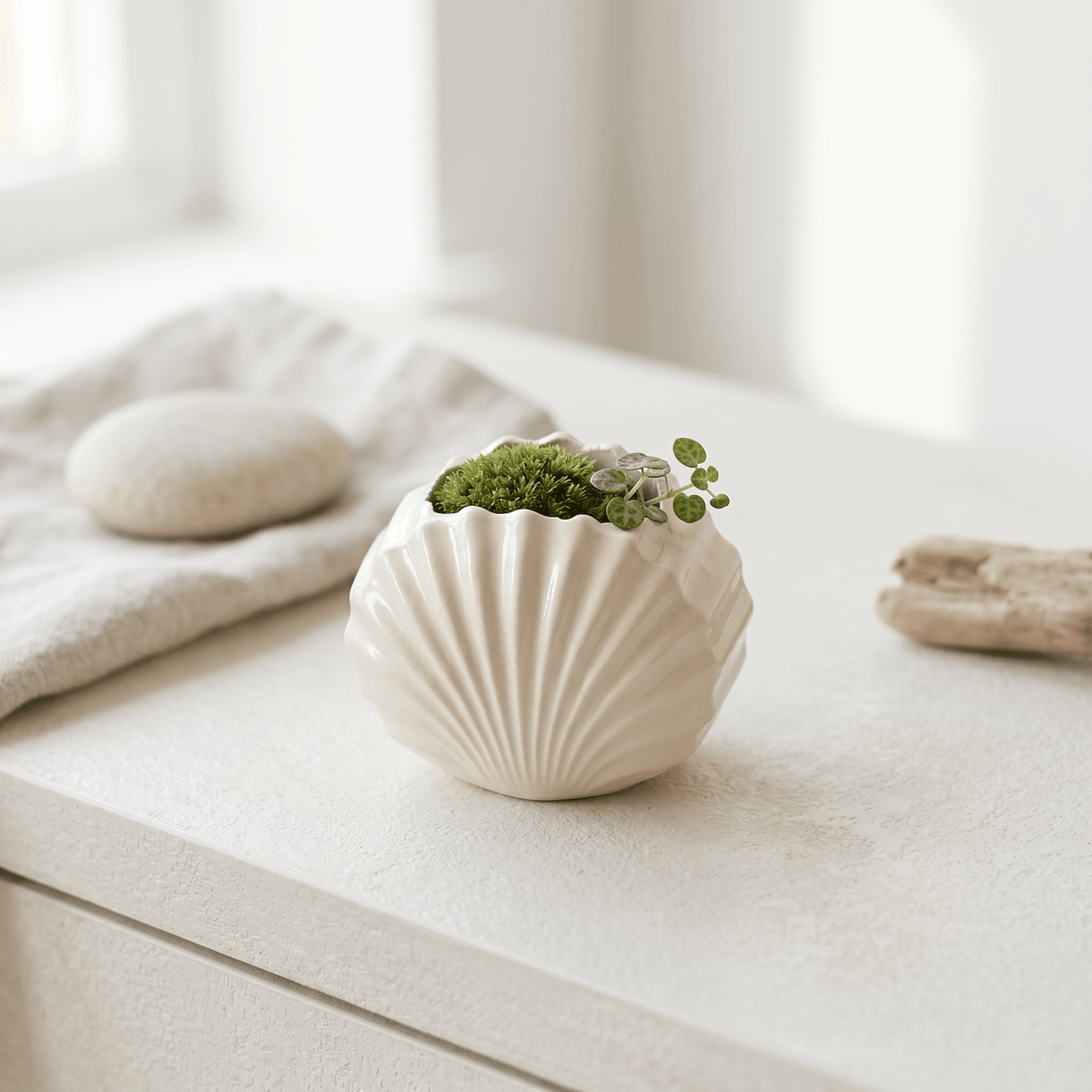 Mini Clam Shell Planter – Gypsum White 3" - Cheeky Garden