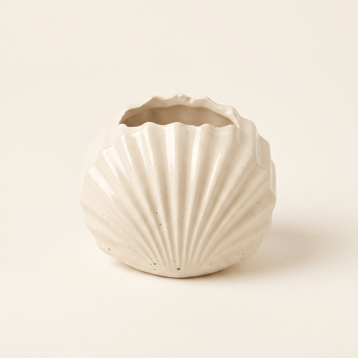 Mini Clam Shell Planter – Gypsum White 3" - Cheeky Garden