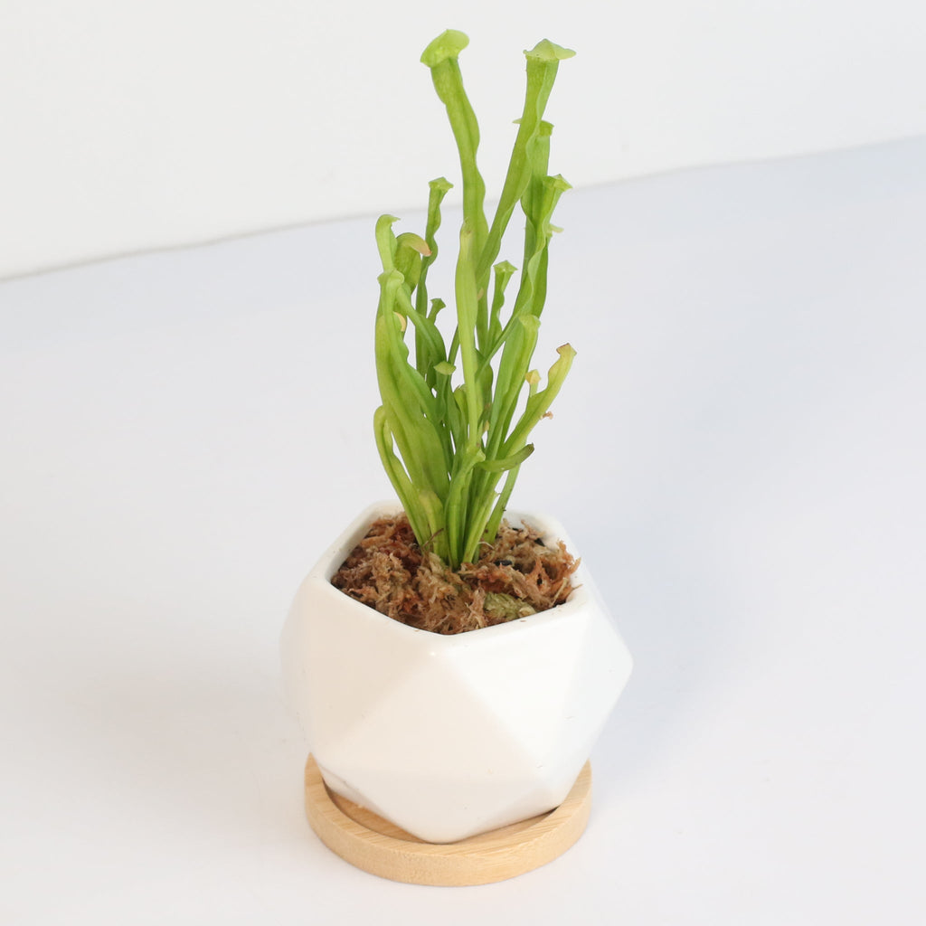 Minimalistic Ceramic White Planter Bundle – Set of 3 - Cheeky Garden