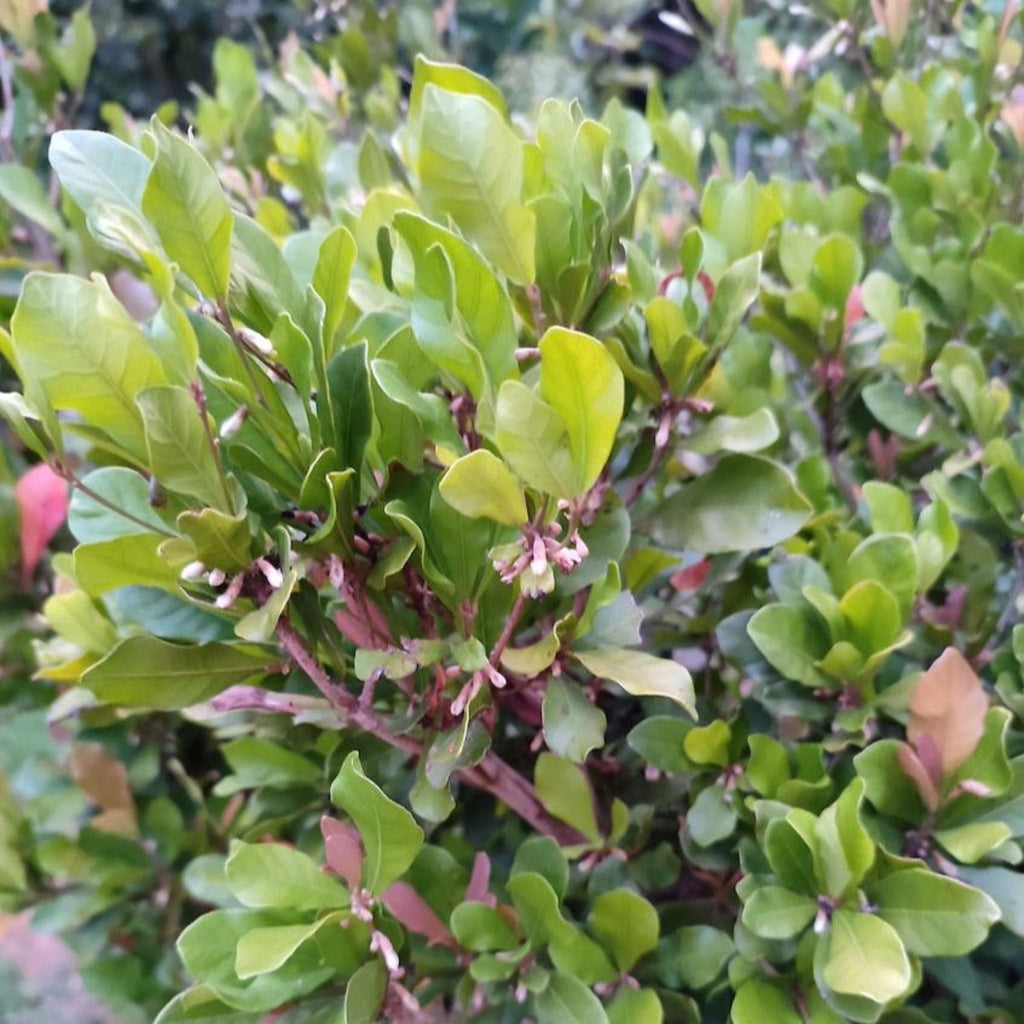 Miracle Fruit - Cheeky Garden