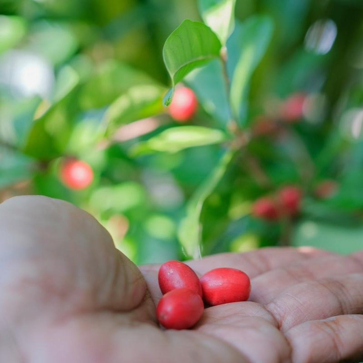 Miracle Fruit - Cheeky Garden