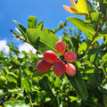 Miracle Fruit - Cheeky Garden