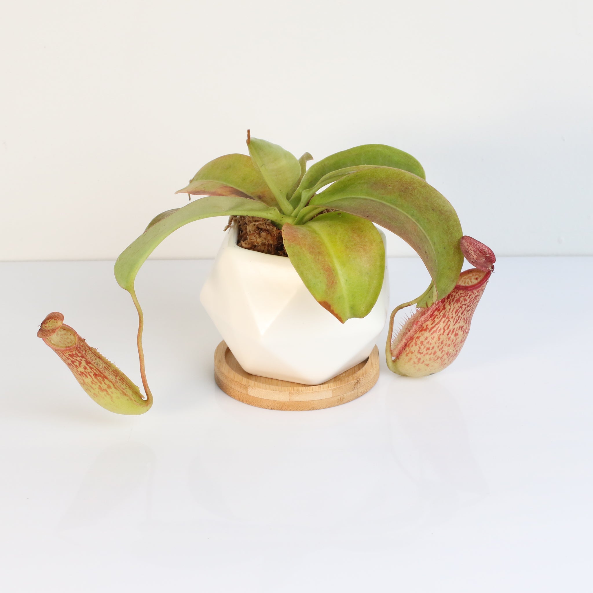 Miranda Pitcher Plant (Nepenthes Miranda) - Cheeky Garden